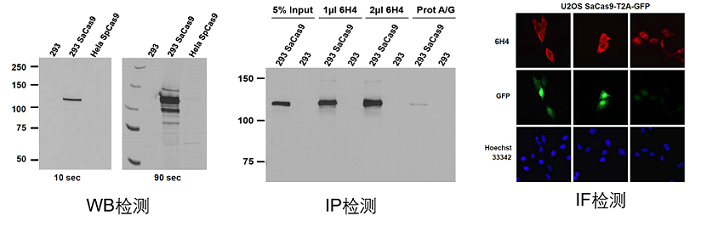 CRISPR/Cas9抗体WB、IP、IF检测结果