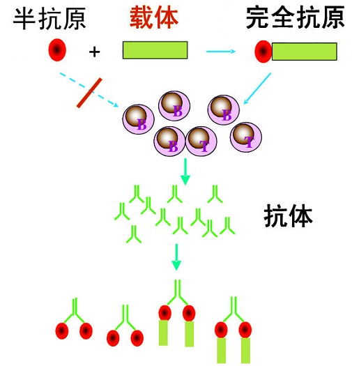 coupling-figure