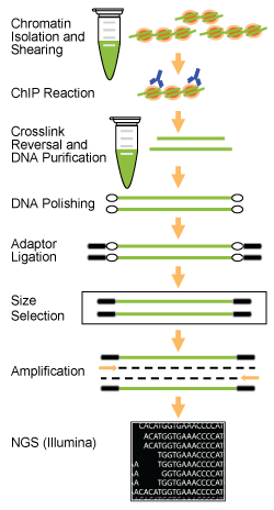 ChIP-Seq-NGS