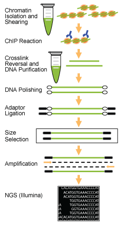 NGS文库制备试剂盒（Illumina）实验示意图