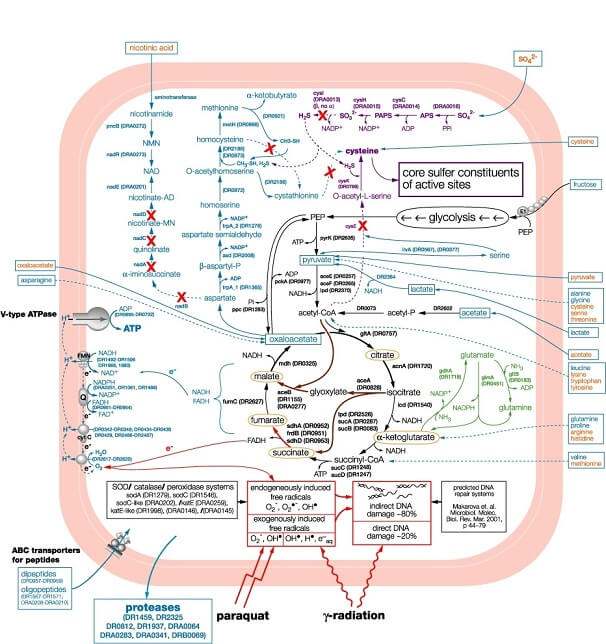 D-Lactate-Metabolic-pathways