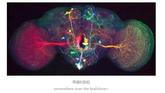 Drosophila-brain-rainbow
