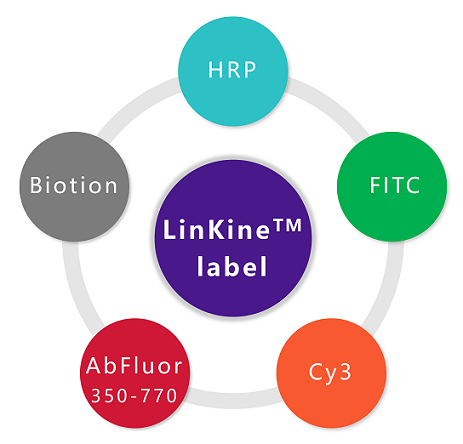 LinKine-label-list