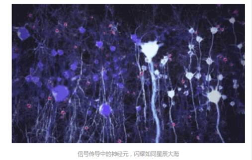 Neurons-signal-transduction