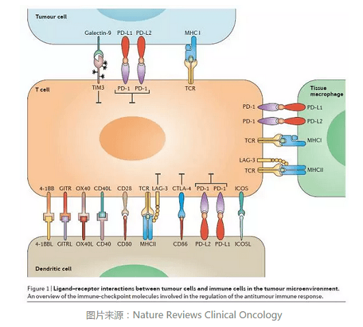 immunotherapy-nature