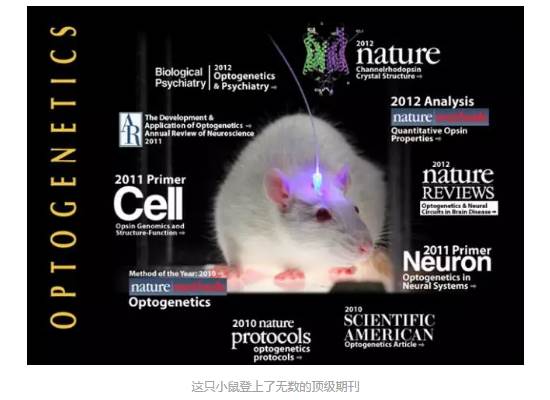 mice-Top-journals