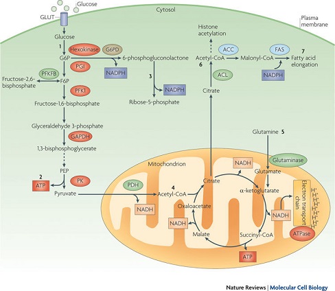 Pyruvate-pathway