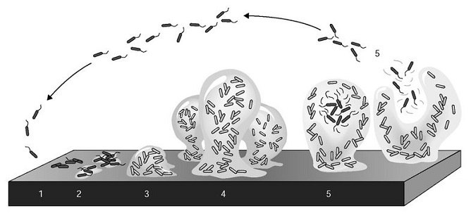生物薄膜的形成
