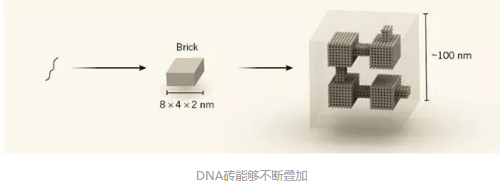 dna9