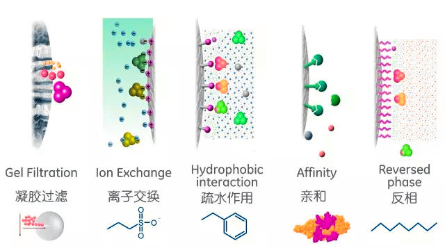 protein-purification-method