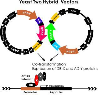 yeast-two-hybrid-vectors