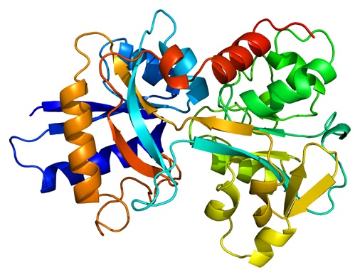 轉鐵蛋白結構圖