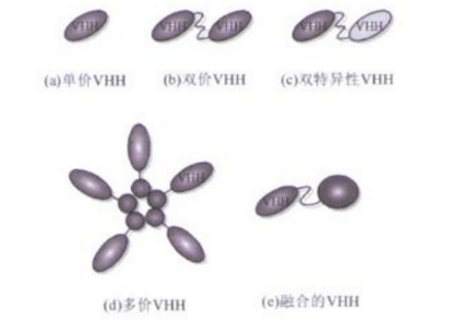 Different-types-Nanobody