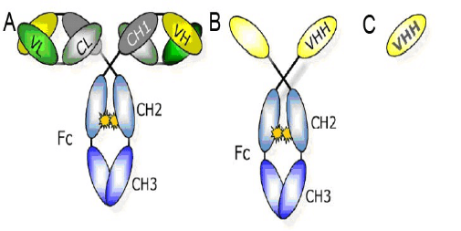 Nanobody结构模式图