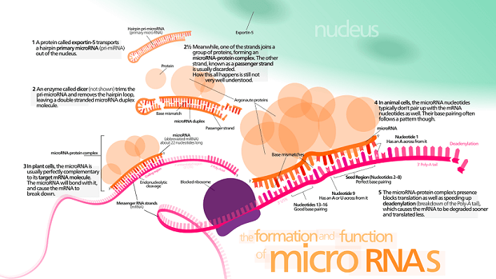 RNA Marker