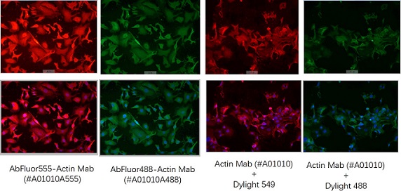 AbFluor 直标抗体与传统一抗+二抗结果对比