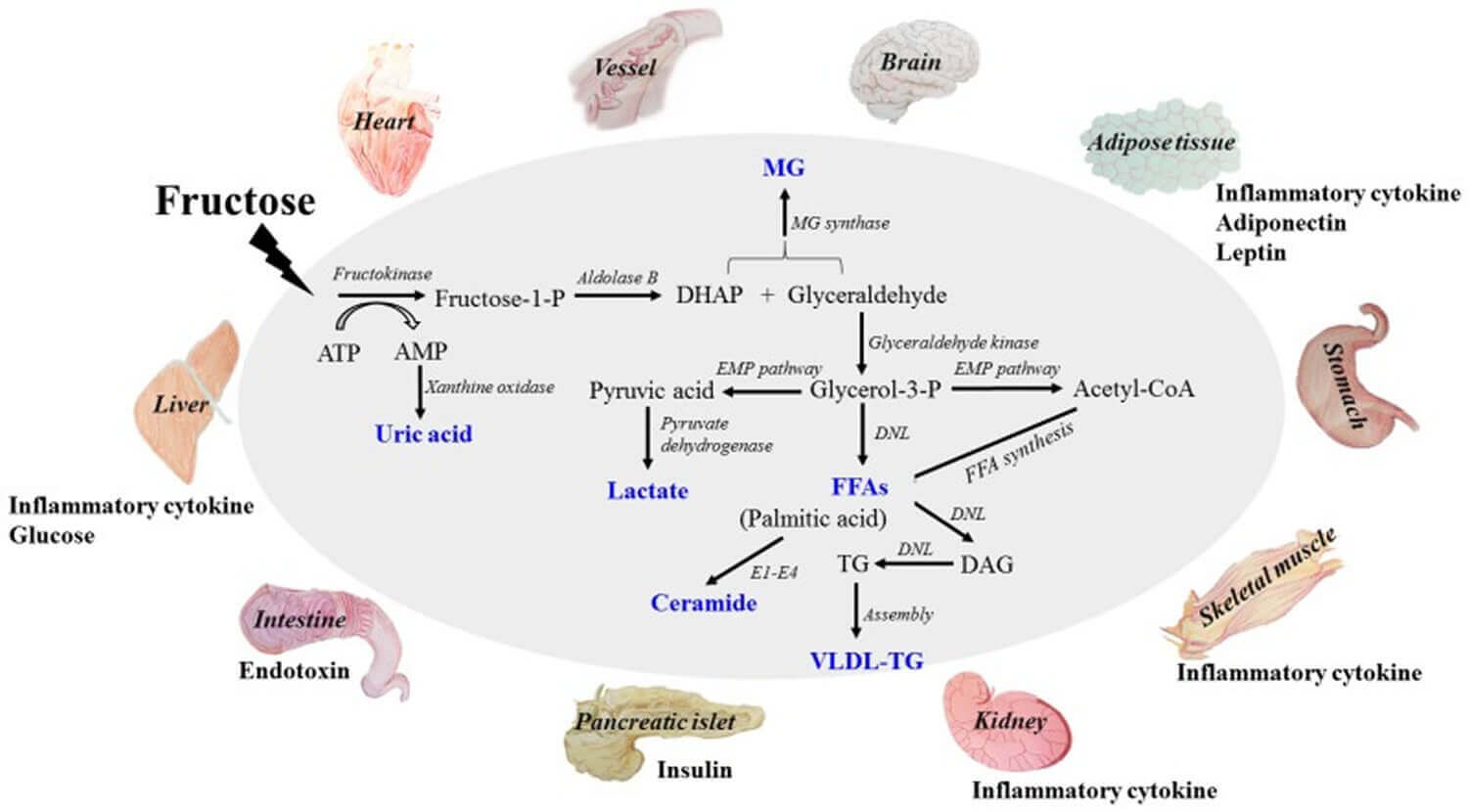 Fructose