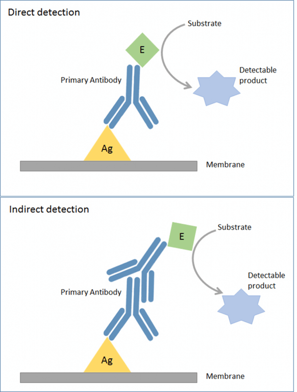 labeling-antibody