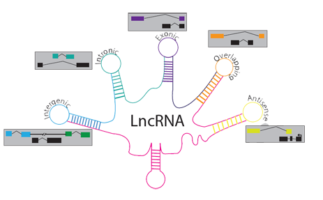 lncRNA