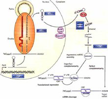 microRNA