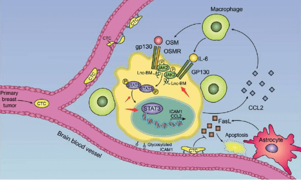 lncRNA肿瘤微环境