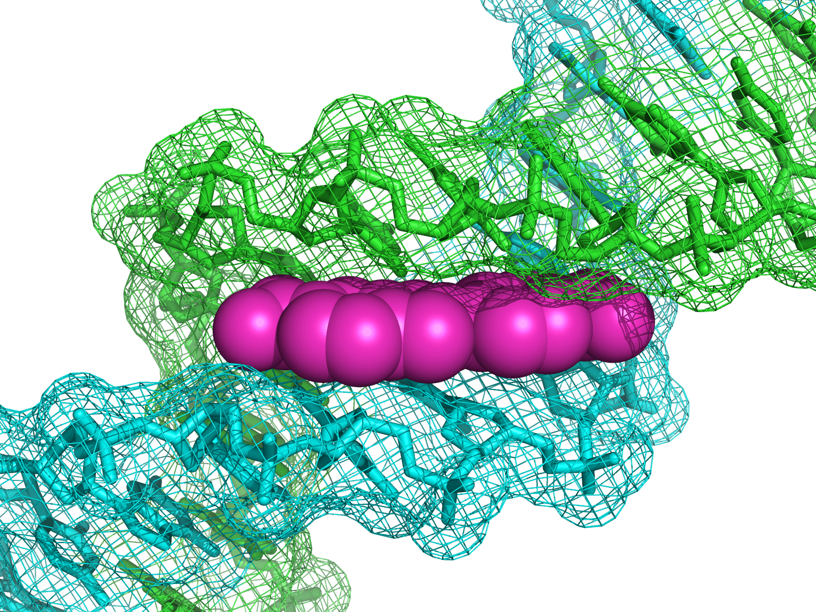 DAPI插入到双链DNA小沟的AT碱基对处