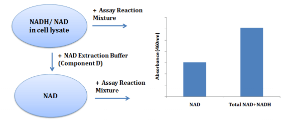 NAD/NADH 比率试剂盒