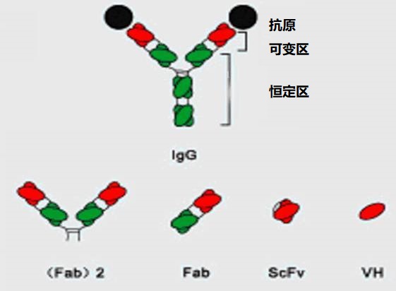 genetic-engineering-antibody