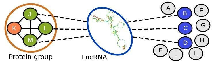 lncRNA研究