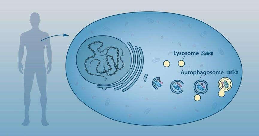 细胞自噬过程