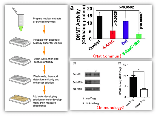 DNA甲基转移酶（DNMTs)活性&抑制分析试剂盒实验结果