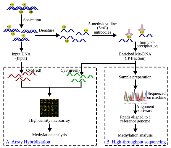 MeDIP-process