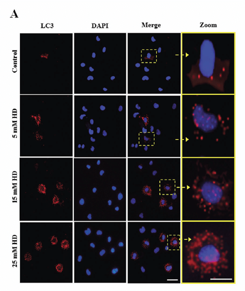 VSC41-cells