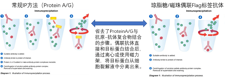 琼脂糖&磁珠偶联的Flag标签抗体