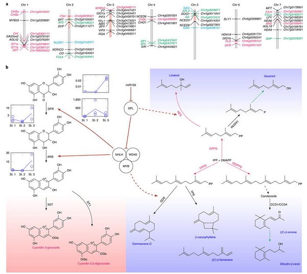 色彩生物合成与某些气味途径之间的调节联系