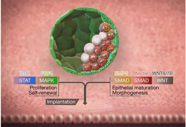 精子