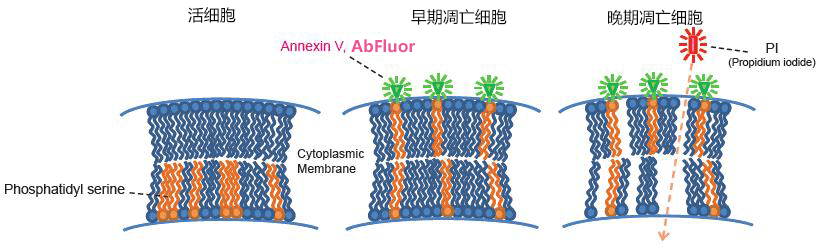 Annexin V