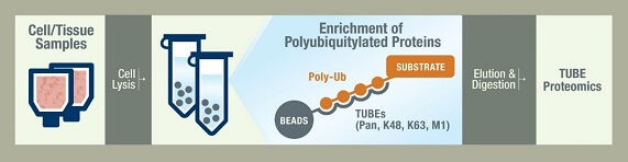 泛素化蛋白富集纯化