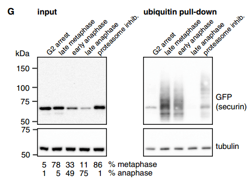 TUBEs Nature, Cell文章