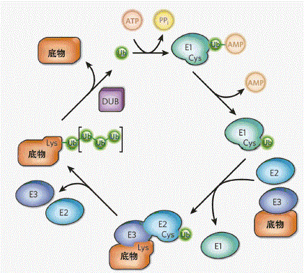 泛素化修饰过程
