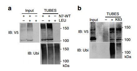 TUBEs Nature, Cell文章