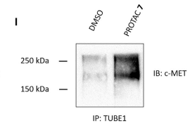 TUBEs Nature, Cell文章