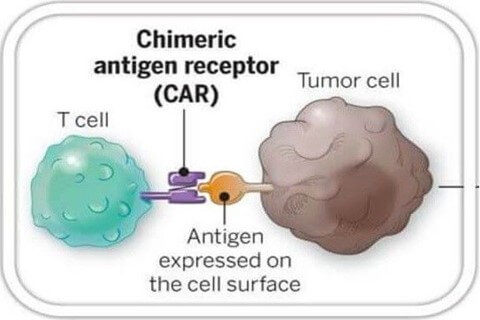嵌合抗原受体T细胞v