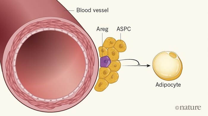 《Nature》：脂肪细胞从何而来
