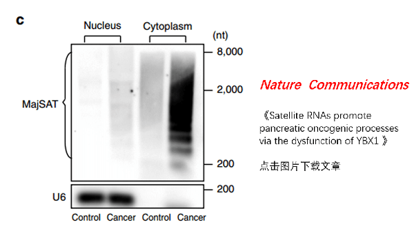 细胞质和细胞核RNA提取试剂盒