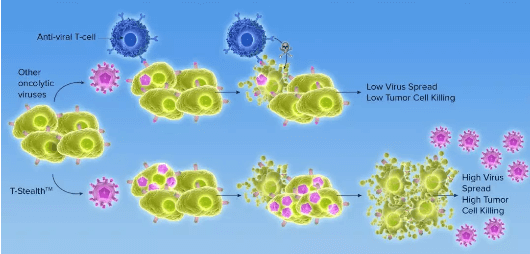 T-Stealth溶瘤病毒