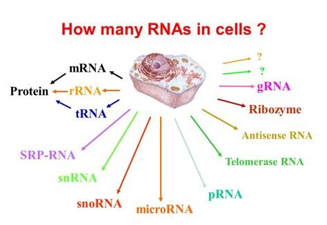 细胞中的RNA