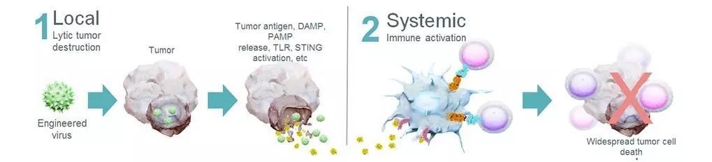 溶瘤免疫疗法的基本原理