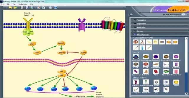 蛋白分子名称