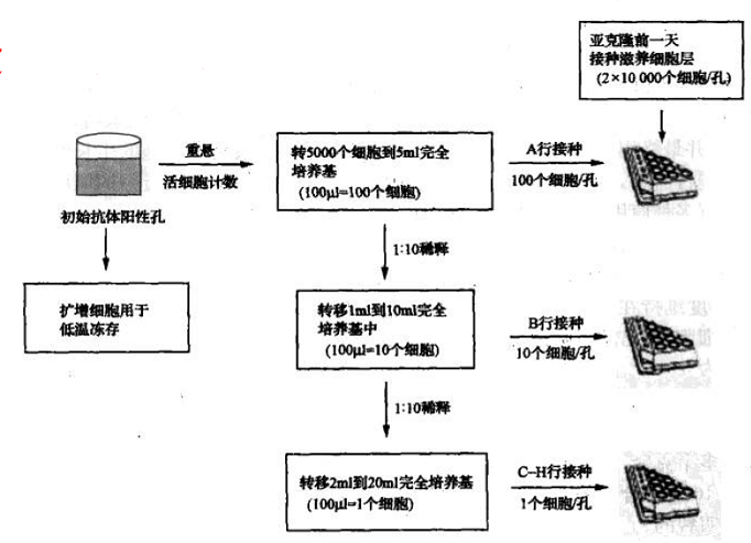 杂交瘤细胞的扩增和有限稀释法亚克隆程序